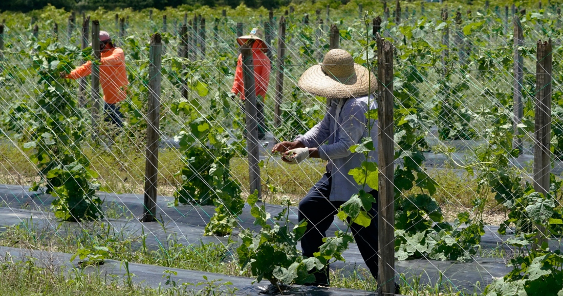 Trabajadores agrícolas ajustan el enrejado para el cultivo de melón amargo, el 5 de septiembre de 2023, en Homestead, Florida. Los trabajadores indocumentados viven con miedo y ansiedad por la nueva ley firmada por el gobernador de Florida, Ron DeSantis. La norma exige a las empresas con más de 25 empleados que verifiquen si cuentan con autorización legal. Foto: Marta Lavandier, AP