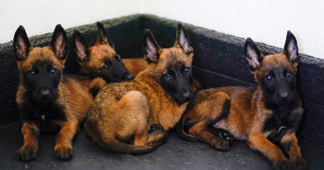 Cachorros de pastor belga malinois descansan en el Centro de Producción Canina del Ejército y Fuerza Aérea Mexicanos en San Miguel de los Jagüeyez, México, el martes 26 de septiembre de 2023.