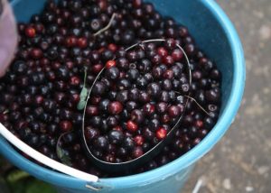 En el mercado Adolfo López Mateos se puede encontrar a la venta productos de la tierra caliente como son los capulines y tamales de la misma fruta conocida como la cereza mexicana, también insectos como jumiles y chapulines.