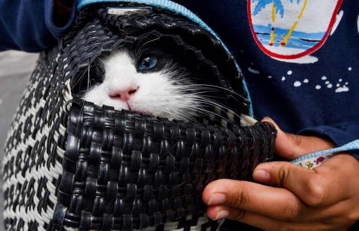 El ronroneo felino podría ser un comportamiento aerodinámico. Imagen ilustrativa.