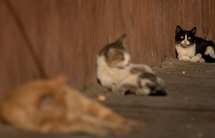 Científicos afirman que el ronroneo felino ha tenido históricamente una explicación compleja y no científica.