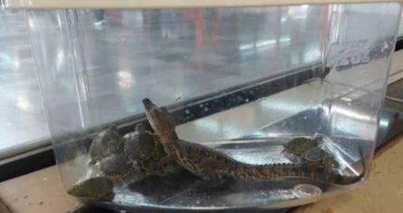 La Policía Bancaria e Industrial (PBI) aseguró a una cría de caimán y 11 ejemplares de tortuga halladas al interior de una maleta transportadora en la estación de la Línea 7, Rosario.