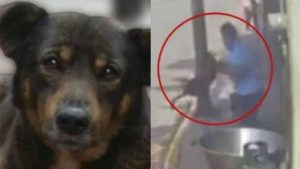 Una Jueza declaró culpable a Sergio "N" por el delito de maltrato animal contra el perro "Scooby", el cual lanzó a un cazo con aceite hirviendo. Foto: Facebook