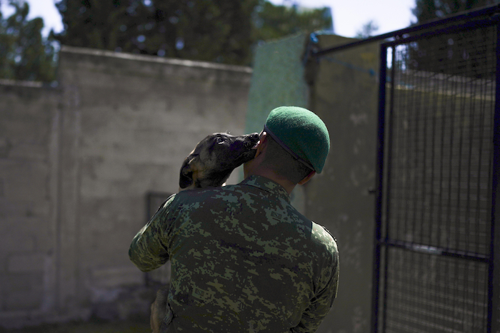 Un cachorro de pastor belga malinois lame el rostro del soldado que le devuelve a su chenil tras una sesión de entrenamiento en el Centro de Producción Canina del Ejército y Fuerza Aérea Mexicanos en San Miguel de los Jagüeyez, México, el martes 26 de septiembre de 2023.