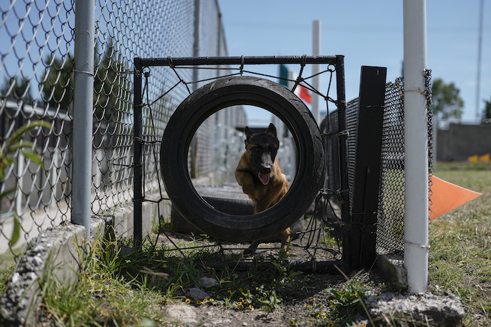 Un cachorro de pastor belga malinois recorre un circuito durante su entrenamiento en el Centro de Producción Canina del Ejército y Fuerza Aérea Mexicanos en San Miguel de los Jagüeyez, México, el martes 26 de septiembre de 2023.