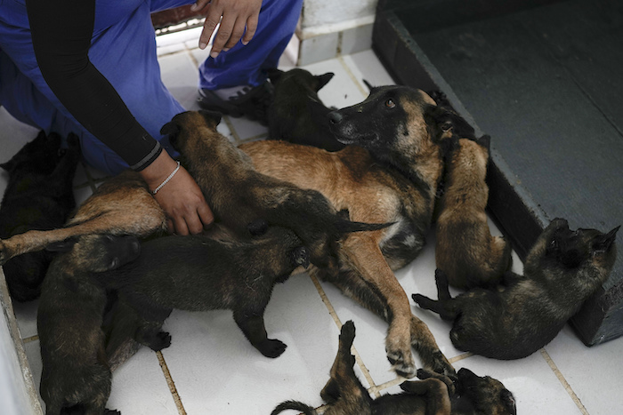 Un soldado atiende a una perra pastor belga malinois llamada Suerte y a sus cachorros de un mes en el Centro de Producción Canina del Ejército y Fuerza Aérea Mexicanos en San Miguel de los Jagüeyez, México, el martes 26 de septiembre de 2023.