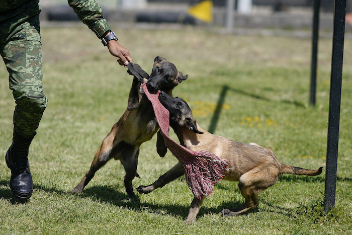 Un soldado entrena cachorros de pastor belga Malinois en el Centro de Producción Canina del Ejército y Fuerza Aérea Mexicanos en San Miguel de los Jagüeyez, México, el martes 26 de septiembre de 2023.