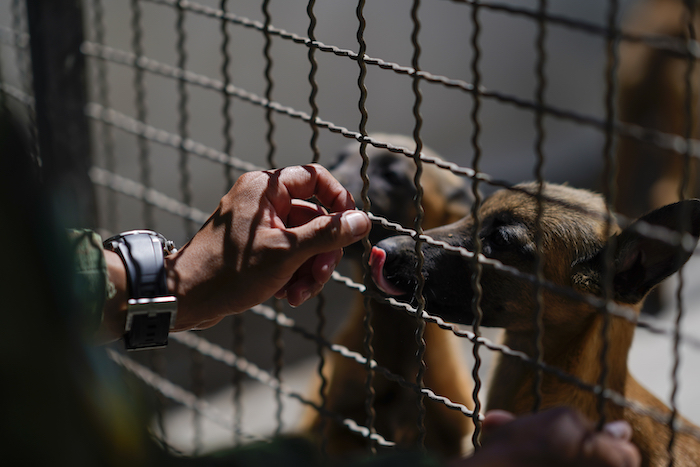 Un soldado interactúa con un cachorro de pastor belga malinois tras una sesión de entrenamiento en el Centro de Producción Canina del Ejército y Fuerza Aérea Mexicanos en San Miguel de los Jagüeyez, México, el martes 26 de septiembre de 2023.