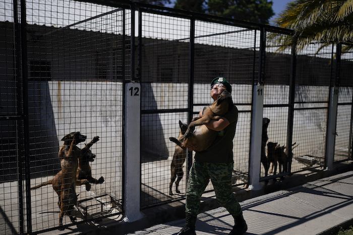 Un soldado veterinario lleva un cachorro de pastor belga malinois de vuelta a su chenil tras una sesión de entrenamiento para convertirse en perro del ejército, en el Centro de Producción Canina del Ejército y Fuerza Aérea Mexicanos en San Miguel de los Jagüeyez, México, el martes 26 de septiembre de 2023.