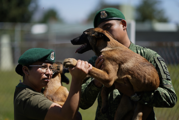 Una veterinaria inspecciona la pata de un cachorro de pastor belga malinois tras una sesión de entrenamiento para convertirse en perro de rescate o rastreo, en el Centro de Producción Canina del Ejército y Fuerza Aérea Mexicanos en San Miguel de los Jagüeyez, México, el martes 26 de septiembre de 2023.