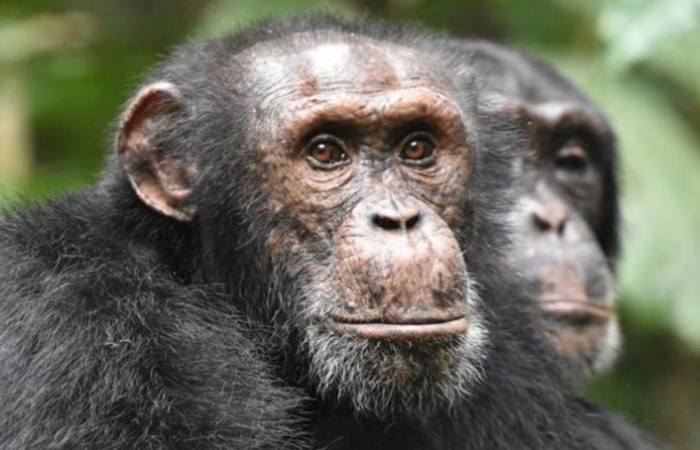 Los chimpancés, nuestros parientes evolutivos más cercanos, utilizan regularmente una vieja táctica de guerra que se considera exclusivamente humana: espiar a los rivales desde un lugar elevado. 