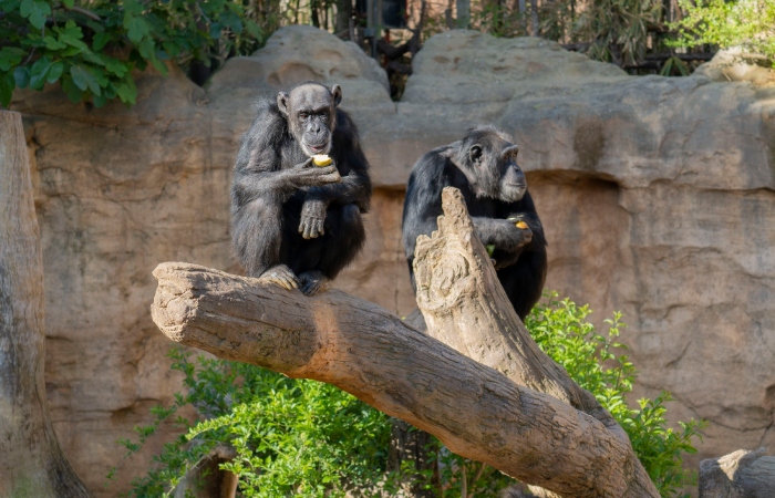 El equipo de investigadores descubrió que los chimpancés tenían más del doble de probabilidades de escalar colinas cuando se dirigían hacia una frontera en disputa, que cuando viajaban hacia el corazón de su propio territorio. 