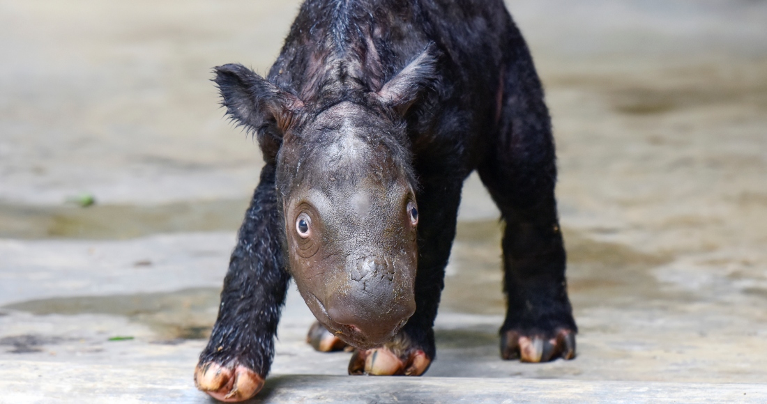 Un cachorro de rinoceronte en el Parque Nacional Way Kambas en Indonesia. Foto facilitada por el Ministerio de Ambiente y Asuntos Forestales de Indonesia.