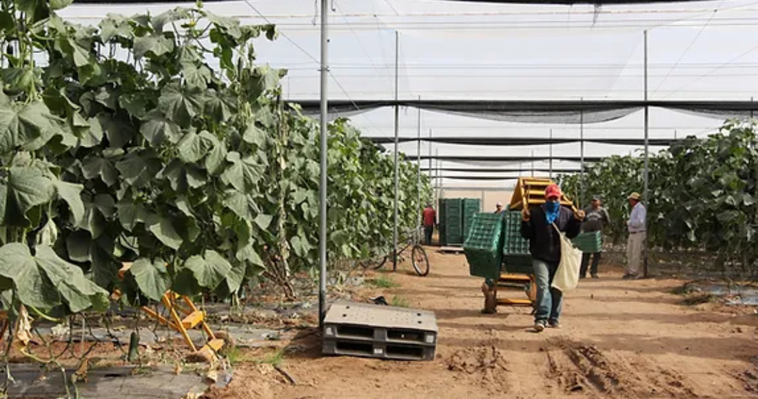 Las autoridades estadounidenses y canadienses alertaron sobre una crisis de Salmonella en sus países a raíz de la venta de melones mexicanos contaminados. Se reportan cinco muertos en Canadá y tres más en los Estados Unidos.