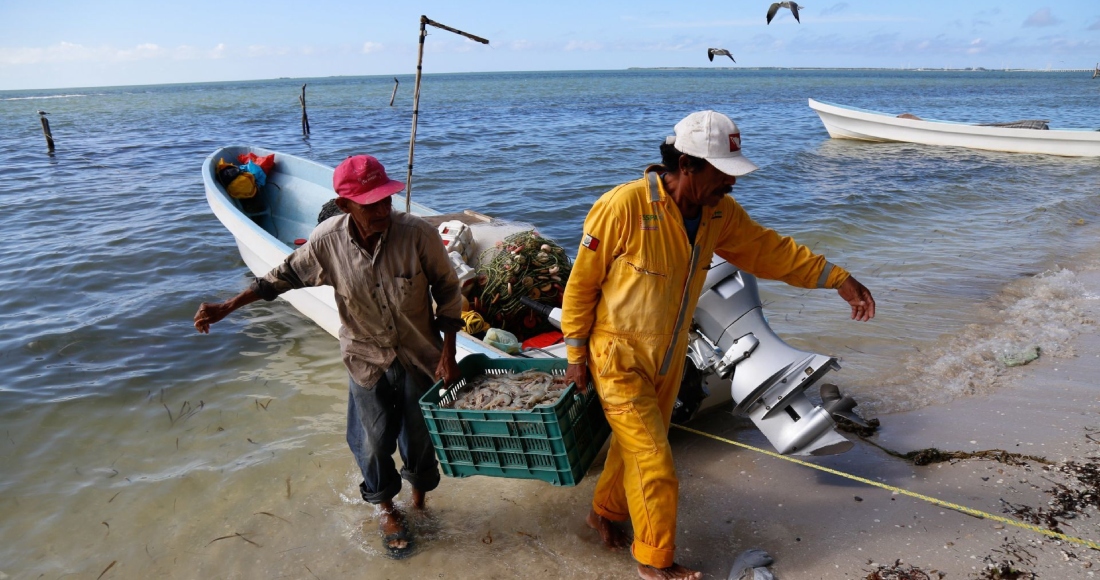 Un Juez Federal ordenó ayer miércoles la suspensión definitiva de la importación de camarón de granja procedente de Ecuador hacia México, con la intención de proteger a los productores y pescadores mexicanos. Imagen ilustrativa.