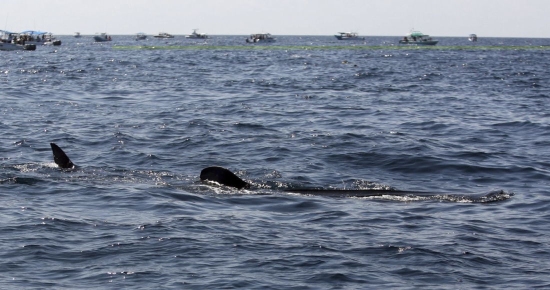 Un tiburón ballena en Quintana Roo.