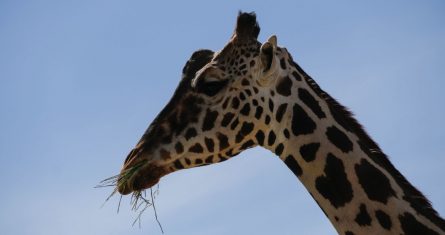 Benito, una jirafa macho de 3 años en su espacio dentro del Parque Central.