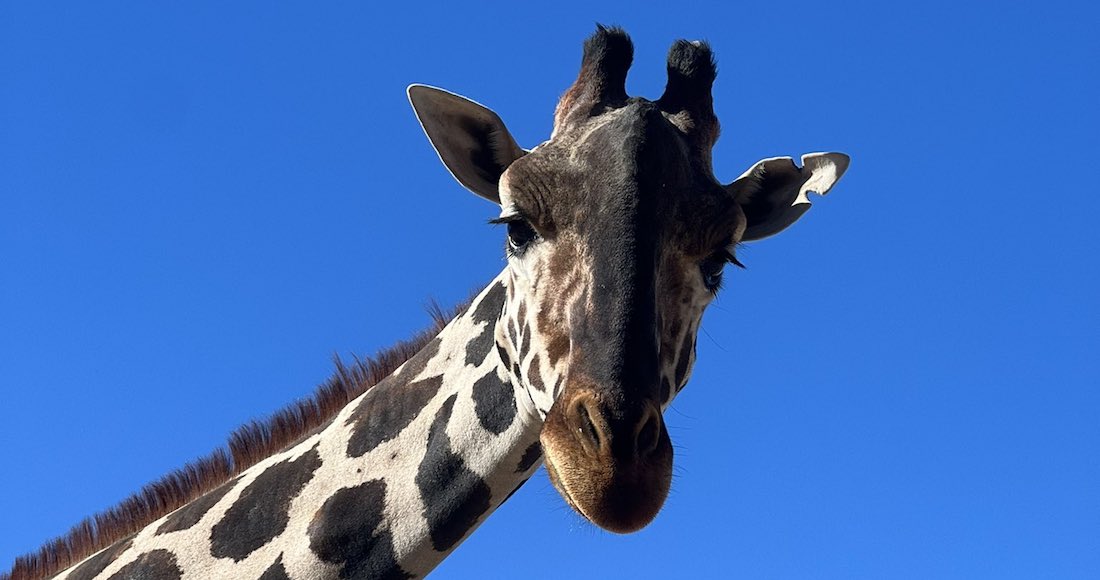 El director de Africam Safari, Frank Carlos, dio a conocer detalles sobre los cuidados que recibe la jirafa Benito con la intención de prepararlo para el viaje de traslado hacia su nuevo hogar en Puebla, el cual será por vía terrestre y en un contenedor especial con control de temperatura. Foto: @SalvemosABenito, X