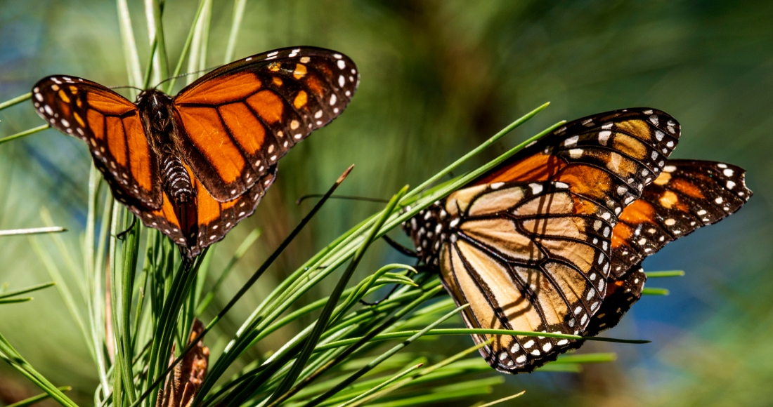 Mariposas monarca posadas en ramas del Monarch Grove Sanctuary de Pacific Grove, California, el 10 de noviembre de 2021. Foto: Nic Coury, AP