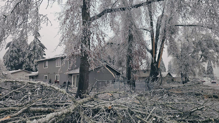 Ramas caídas y árboles cubiertos de hielo debido a una ola de frío, el 16 de enero de 2024 en Creswell, Oregon. 