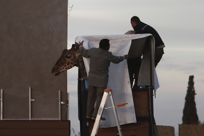 Trabajadores preparan a la jirafa Benito para su traslado en carretera desde el zoológico estatal Parque Central de Ciudad Juárez, México, el domingo 21 de enero de 2024.