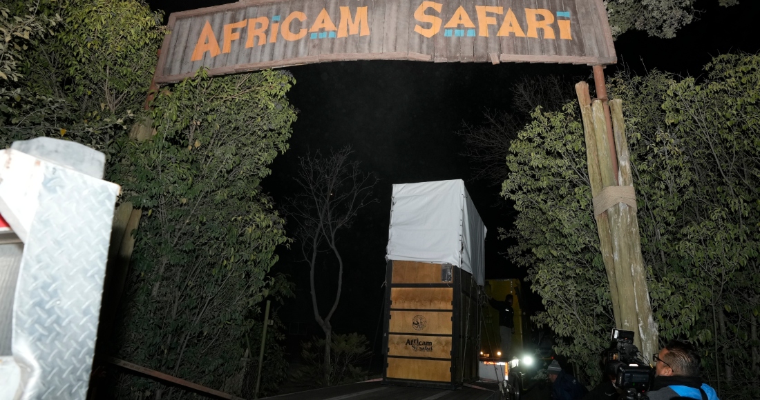 Un camión que transporta una jirafa llamada Benito llega al santuario Africam Safari en las afueras de Puebla, México, el martes 23 de enero de 2024.