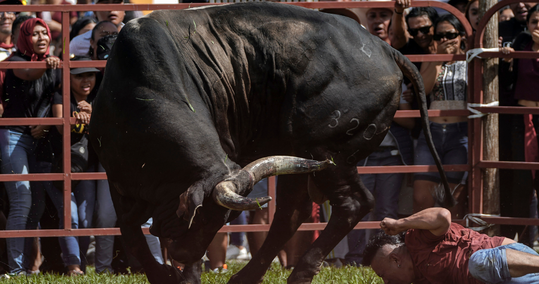 Un hombre cae al piso tras provocar a un toro durante un festival en honor de la Virgen de la Candelaria, el jueves 1 de febrero de 2024, en Tlacotalpan, estado de Veracruz, México.