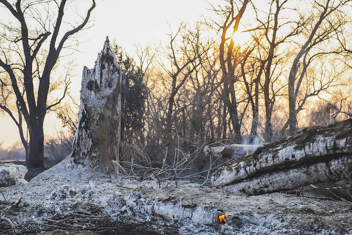 Troncos de árboles arden después de que el incendio de Smokehouse Creek arrasó el área, el miércoles 28 de febrero de 2024, en Canadian, Texas.