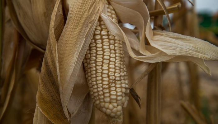 Se ha demostrado que existe viabilidad para cultivar hectareas de maíz sin usar glifosato. 