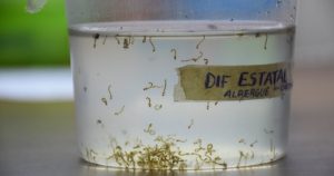 El mosquito mosquito Aedes Aegypt transmite la enfermedad del dengue.