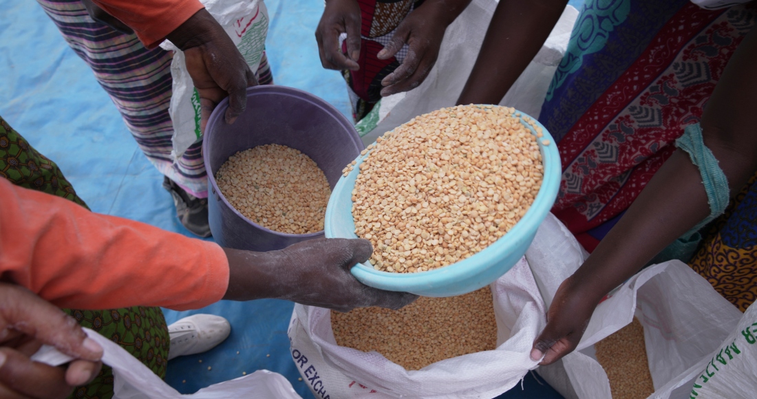 Mujeres comparten guisantes durante un reparto de ayuda alimentaria en el distrito de Mangwe en el suroeste de Zimbabue, el viernes 22 de marzo de 2024.