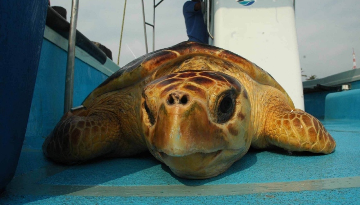 A pesar de que en 2018 se decretó un área de refugio para la especie, los reportes de mortandad han ido en ascenso. En la imagen, una tortuga de la especie caguama.