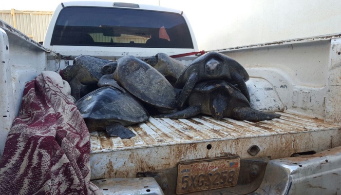 Imagen de archivo de tortugas caguama rescatadas por la Secretaría de Marina (Semar). 