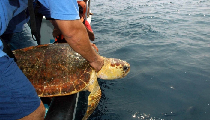 Tortuga de la especia caguama siendo liberada.