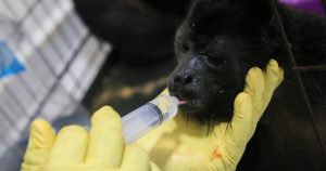 Un veterinario alimenta a un joven mono aullador rescatado en medio de temperaturas extremadamente altas en Tecolutilla, estado de Tabasco, México, el martes 21 de mayo de 2024.