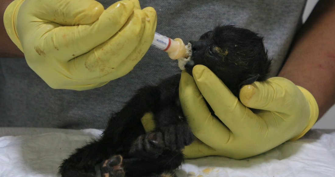 Un veterinario alimenta a un joven mono aullador rescatado en medio de temperaturas extremadamente altas en Tecolutilla, estado de Tabasco, México, el martes 21 de mayo de 2024. 