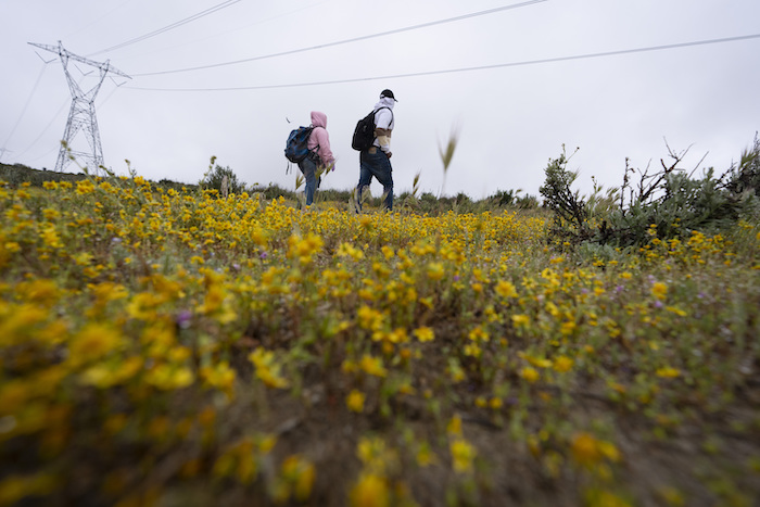 Solicitantes de asilo caminan por un campo de flores silvestres mientras esperan a ser procesados tras cruzar la cercana frontera con México, el jueves 25 de abril de 2024 en Boulevard, California. 