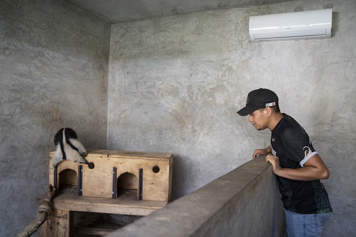 El empleado Carlos Salgado observa un oso hormiguero en las instalaciones con aire acondicionado del parque de vida silvestre sin fines de lucro Selva Teneek, donde los animales están siendo tratados por estrés por calor en medio de una continua ola de calor y sequía, en Ciudad Valles, México, el sábado 8 de junio de 2024.