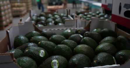 Michoacán es el principal productor de aguacate.