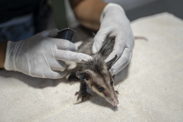 La veterinaria Laura Rodríguez examina una zarigüeya herida en el parque de vida silvestre sin fines de lucro Selva Teneek, donde los animales están siendo tratados por estrés por calor en medio de una continua ola de calor y sequía, en Ciudad Valles, México, el sábado 8 de junio de 2024.