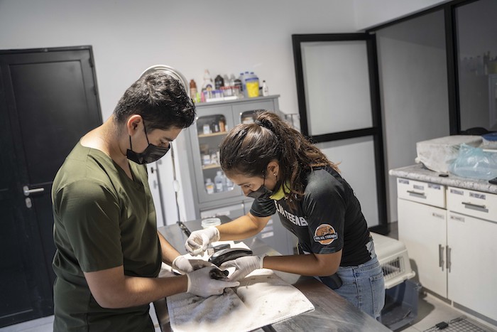 La veterinaria Laura Rodríguez, asistida por el estudiante Francisco Medina, trata a una zarigüeya en el parque de vida silvestre sin fines de lucro Selva Teneek, donde los animales están siendo tratados por estrés por calor en medio de una continua ola de calor y sequía, en Ciudad Valles, México, el sábado 8 de junio de 2024.