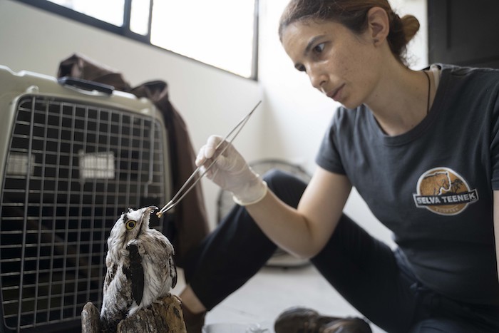 La veterinaria Sandra Polo Arias alimenta con la mano un gusano a un pájaro en el parque de vida silvestre sin fines de lucro Selva Teneek, donde los animales están siendo tratados por estrés por calor en medio de una continua ola de calor y sequía, en Ciudad Valles, México, el sábado 8 de junio de 2024.