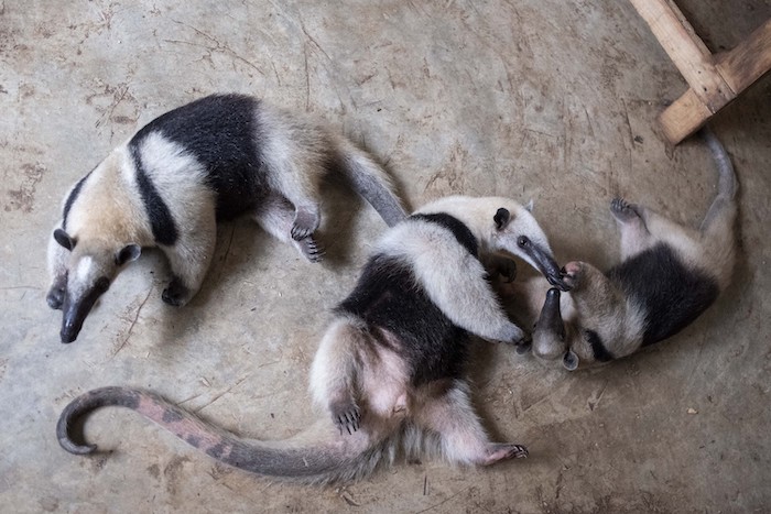 Los osos hormigueros juegan en los terrenos del parque de vida silvestre sin fines de lucro Selva Teneek, donde los animales están siendo tratados por estrés por calor en medio de una continua ola de calor y sequía, en Ciudad Valles, México, el sábado 8 de junio de 2024.