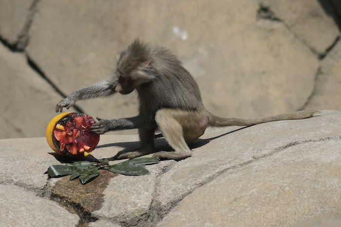 Un babuino inspecciona una golosina congelada en su recinto en el Zoológico de Chapultepec mientras el personal trabaja para mantener frescos a los animales en medio de una continua ola de calor y sequía, en la Ciudad de México, el viernes 7 de junio de 2024.