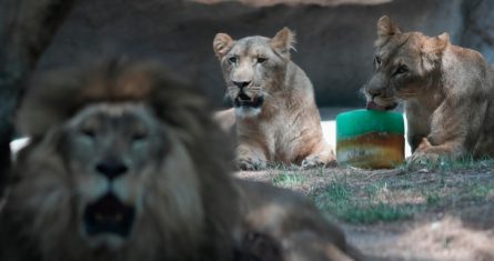 Un león lame una golosina congelada en su recinto en el Zoológico de Chapultepec mientras el personal trabaja para mantener frescos a los animales en medio de una continua ola de calor y sequía, en la Ciudad de México, el viernes 7 de junio de 2024.