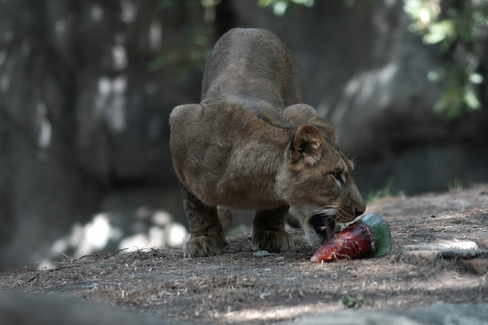 Un león lame una golosina congelada en su recinto en el Zoológico de Chapultepec mientras el personal trabaja para mantener frescos a los animales en medio de una continua ola de calor y sequía, en la Ciudad de México, el viernes 7 de junio de 2024.