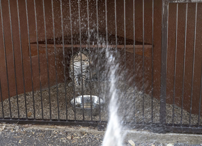 Un ocelote es rociado con agua en el parque de vida silvestre sin fines de lucro Selva Teneek en medio de una continua ola de calor y sequía, en Ciudad Valles, México, el sábado 8 de junio de 2024.