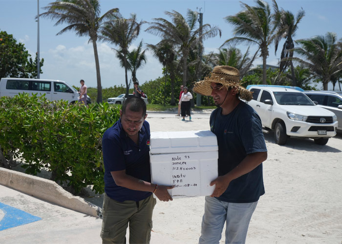 huevos-tortuga.cancun-huracan-beryl-2