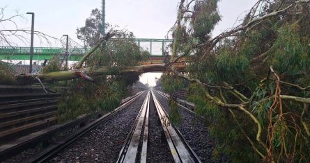 arboles-caidos-cdmx-lluvias