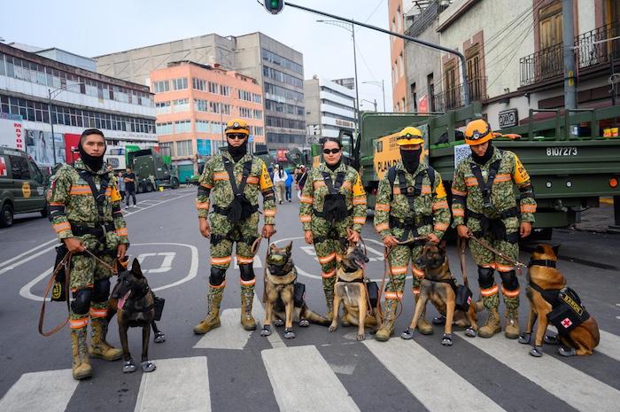 Un grupo de binomios caninos previo al inicio del Desfile Militar en las calles de la Ciudad de México.